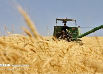 578 هزار تن گندم در آذربایجان شرقی خرید تضمینی شد
