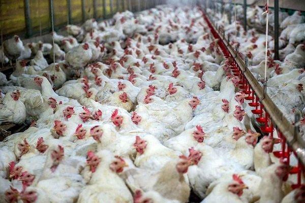 روزانه 355 هزار قطعه مرغ در مازندران فراوری می گردد