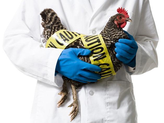 شیوع آنفلوانزای فوق حاد پرندگان، دلیل کاهش صادرات
