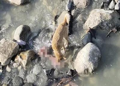 اتفاق هولناک: سگ ها جنازه های رها شده را خوردند (عکس)