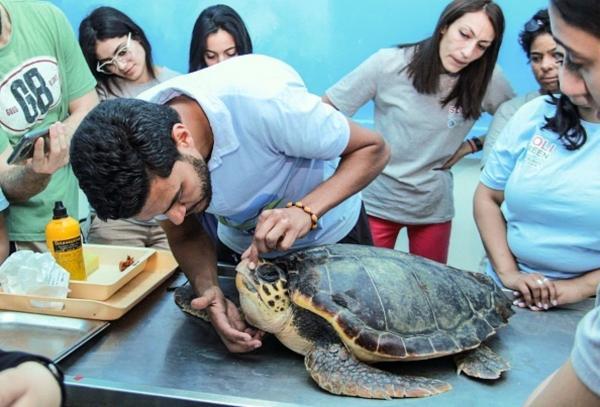 رهاسازی سه لاک پشت از گونه حفاظت شده در تونس