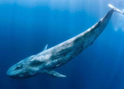 راز مبتلا نشدن به سرطان ، نهنگ ها و پارادوکس پیتو، عکس