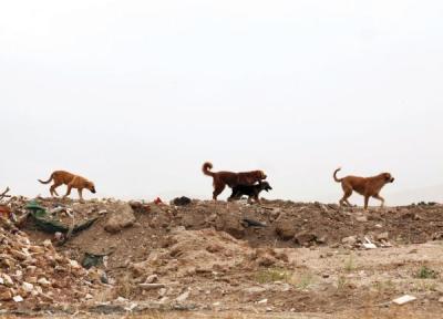آمار ترسناک از خسارت سگ های ولگرد